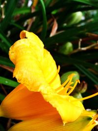 Close-up of yellow flower