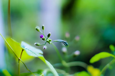 Close-up of flower against blurred background