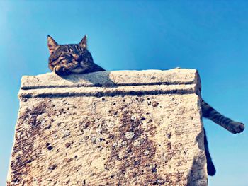 Low angle view of a cat against the wall