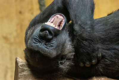 Close-up of a monkey