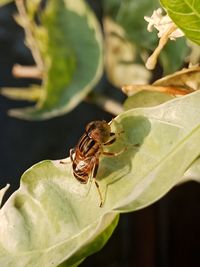 Close-up of insect on flower