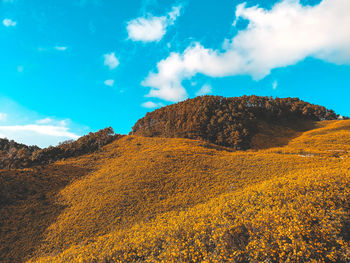 Low angle view of yellow flowers against sky