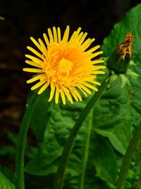 Close-up of yellow flower blooming outdoors
