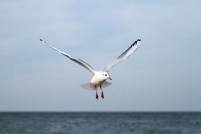 Bird flying over sea against sky