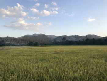 Scenic view of field against sky