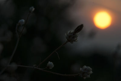 Close-up of flower buds on twig