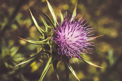 Close-up of thistle flower