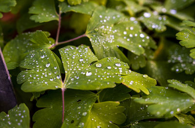 Close-up of water drops on leaves