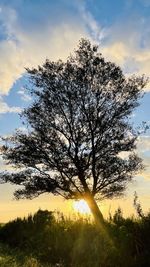 Sunlight streaming through tree