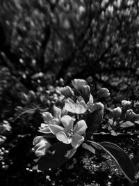 Close-up of flowers blooming on tree