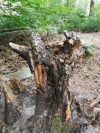 Close-up of driftwood on tree stump in forest