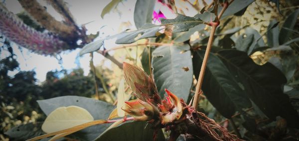 Close-up of red leaves on plant