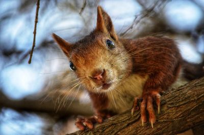 Close-up portrait of a cat