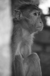 Close-up of monkey