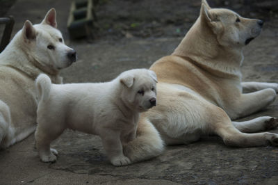 A whole akita family 