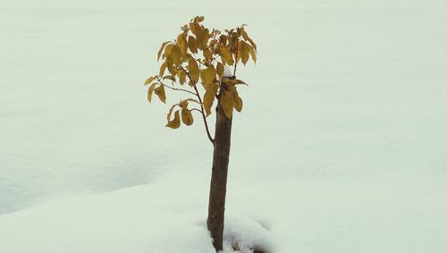Snow covered trees