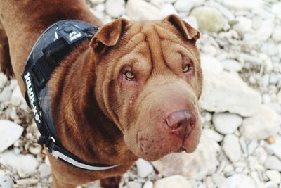 Close-up portrait of dog