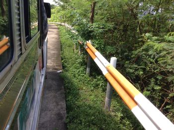 Close-up of railing along trees