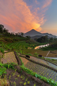 Scenic view of field against sky during sunset