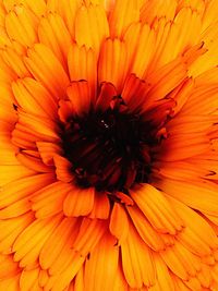 Macro shot of orange flower blooming outdoors