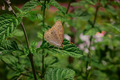 Close-up of butterfly on plant