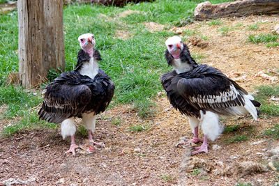 Vultures in a natural park