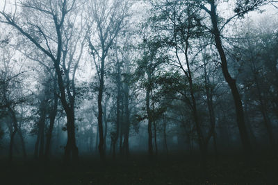 Trees in forest