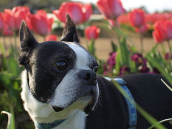 Close-up of a dog