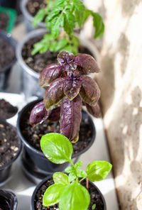 Close-up of potted plant