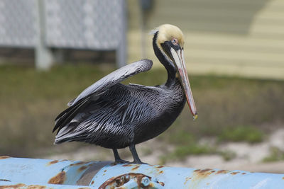 Close-up of bird