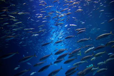 Fish swimming in sea