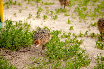 Squirrel on field