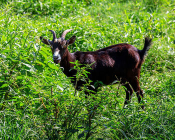 Goat standing on grassy field