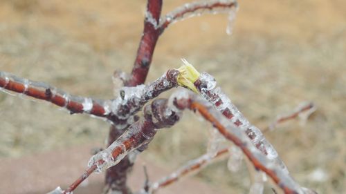 Close-up of lizard on ice