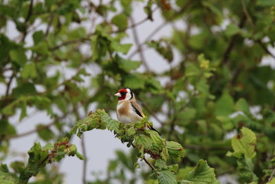 Bird perching on a tree