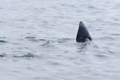 3 - crisp image of the dark black dorsal fin of a basking shark swimming out of frame.