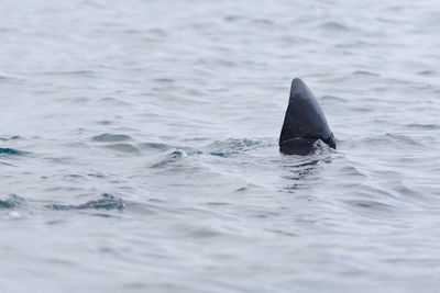 Fish swimming in sea