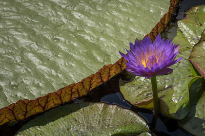 High angle view of purple water lily blooming in pond on sunny day