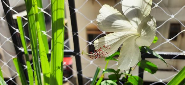 Close-up of white flowering plants