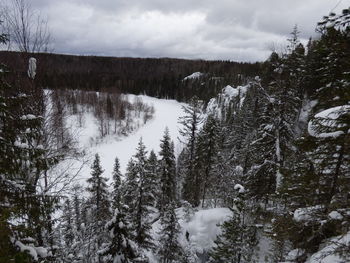 Trees in forest against sky during winter