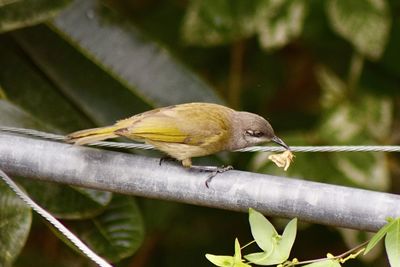 Close-up of bird perching on plant