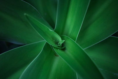 Full frame shot of green leaf