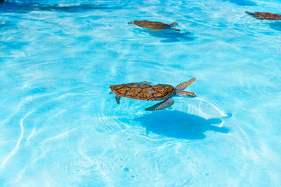 High angle view of turtle swimming in sea