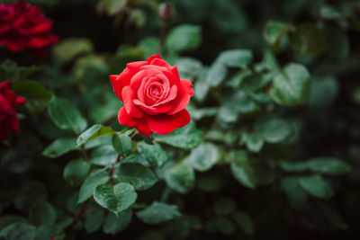 Red rose flower. close-up of red rose