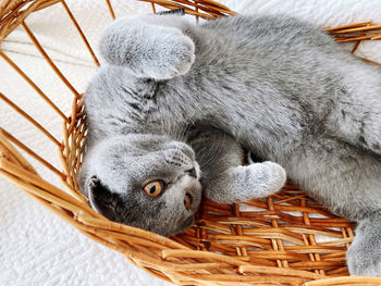 Close-up of a kitten looking at basket