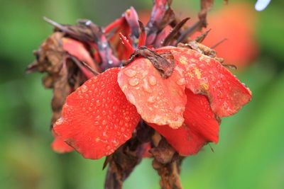 Close-up of wet red rose flower