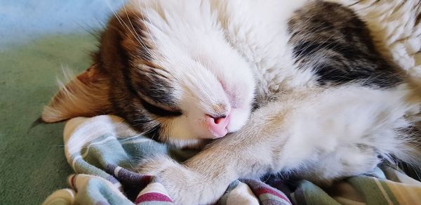 Close-up of cat sleeping