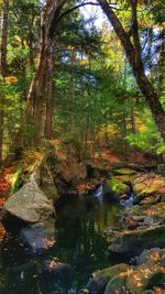 Reflection of trees in water