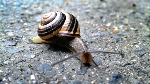 Close-up of snail