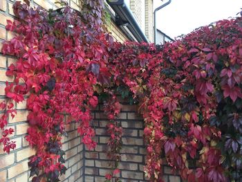 Red flowers blooming outdoors